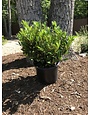 Prunus laurocerasus 'Otto Luyken' Laurel 3G
