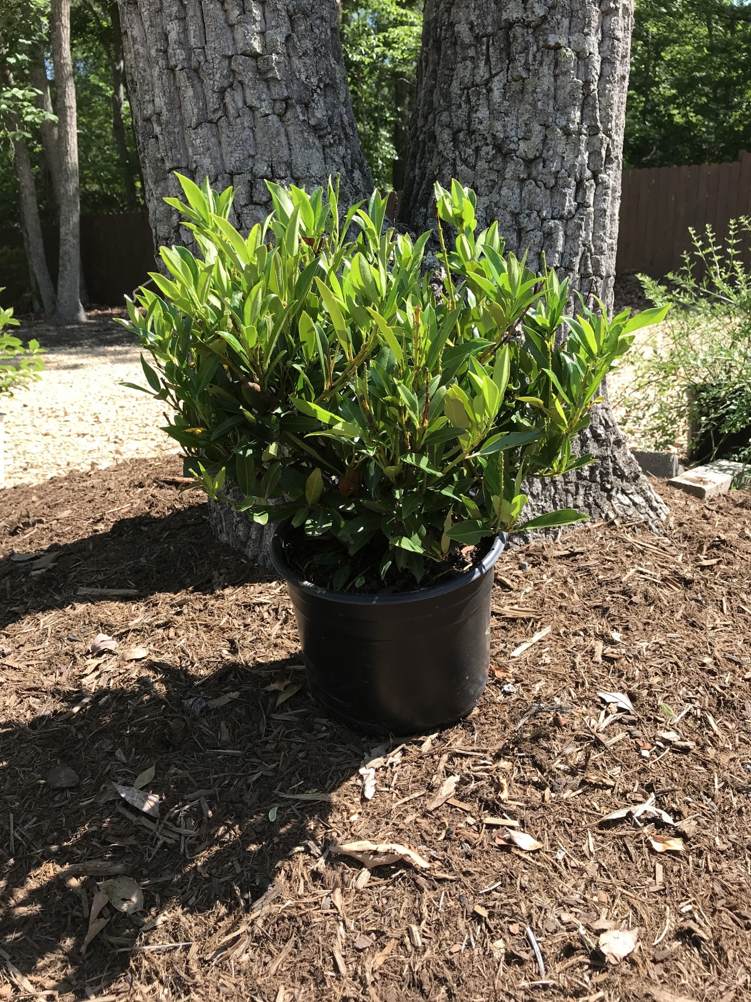 Prunus laurocerasus 'Otto Luyken' Laurel 3G