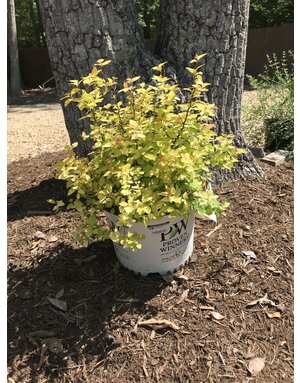 Proven Winner Spirea, Spiraea japonica 'NCSX1' Double Play® Candy Corn® 3G
