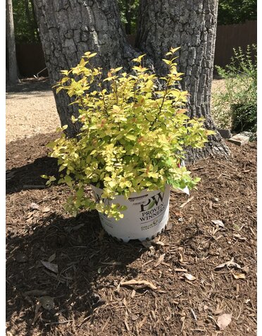 Proven Winner Spirea, Spiraea japonica 'NCSX1' Double Play® Candy Corn® 3G