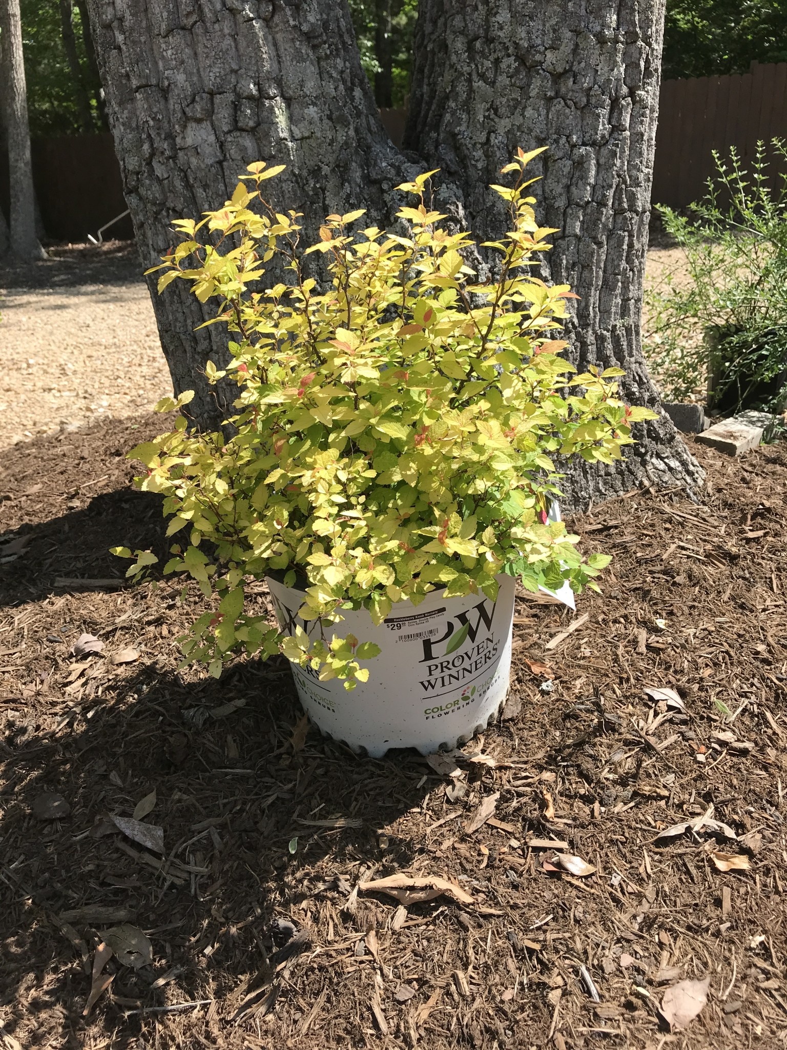 Proven Winner Spirea, Spiraea japonica 'NCSX1' Double Play® Candy Corn® 3G