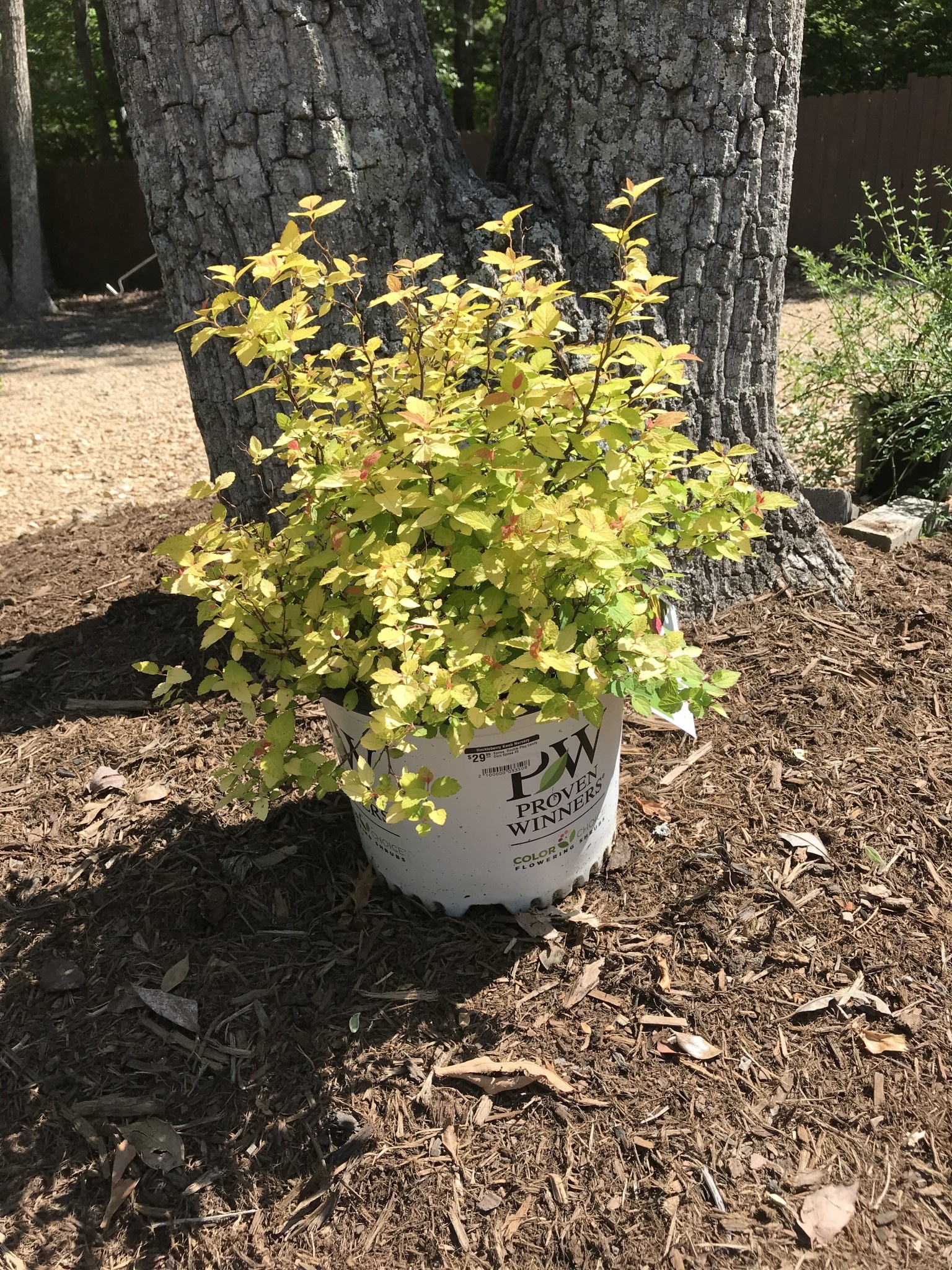 Spirea, Double Play Candy Corn Spirea #3