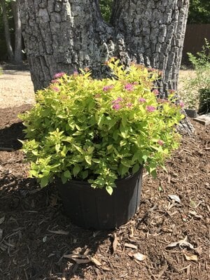 Goldmound Spirea -Spirea japonica 'Goldmound' Goldmound Spirea -Spirea japonica 'Goldmound'
