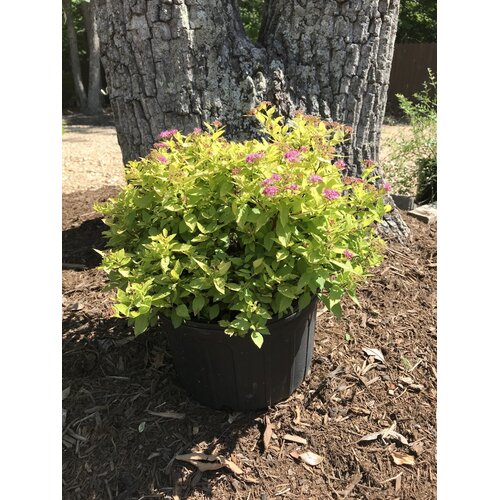 Goldmound Spirea -Spirea japonica 'Goldmound'
