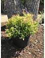 Goldmound Spirea -Spirea japonica 'Goldmound'