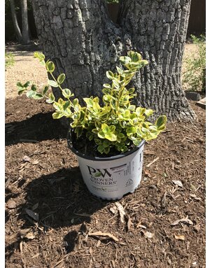 Gold Splash Wintercreeper #3 -- Euonymus fortunei 'Roemertwo'