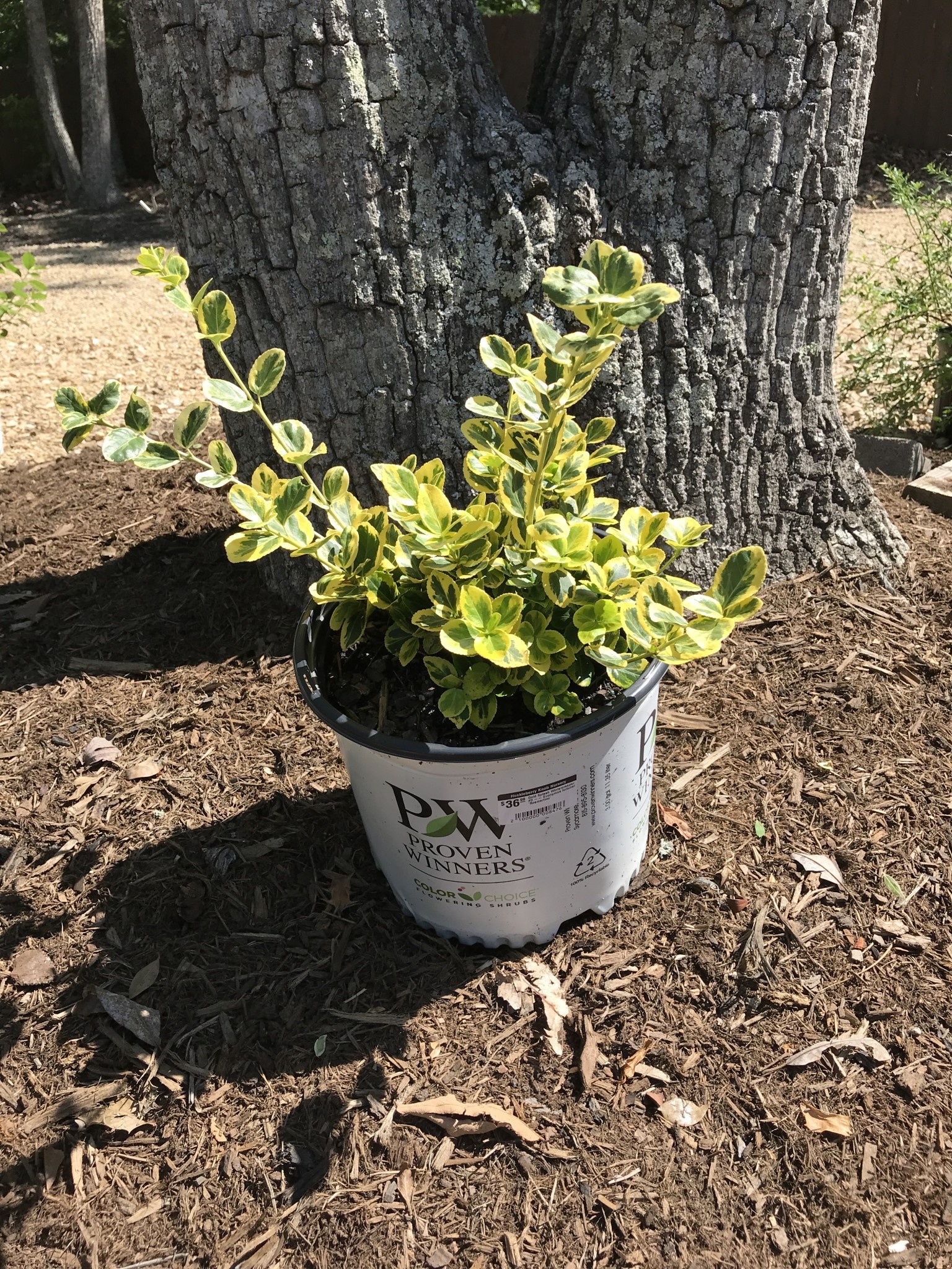 Gold Splash Wintercreeper #3 -- Euonymus fortunei 'Roemertwo'