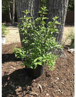 Callicarpa  Beautyberry 'Issai' 3G