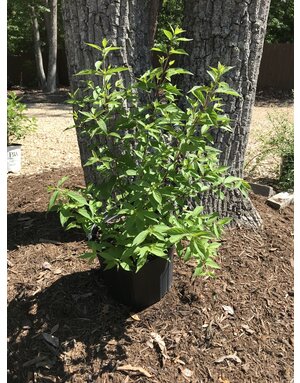 Callicarpa  Purple Beautyberry 'Issai' 3G