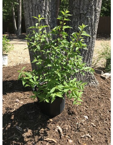 Beautyberry, Callicarpa dichotoma 'Issai' (Purple Berry) 3G