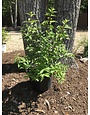 Callicarpa  Purple Beautyberry 'Issai' 3G