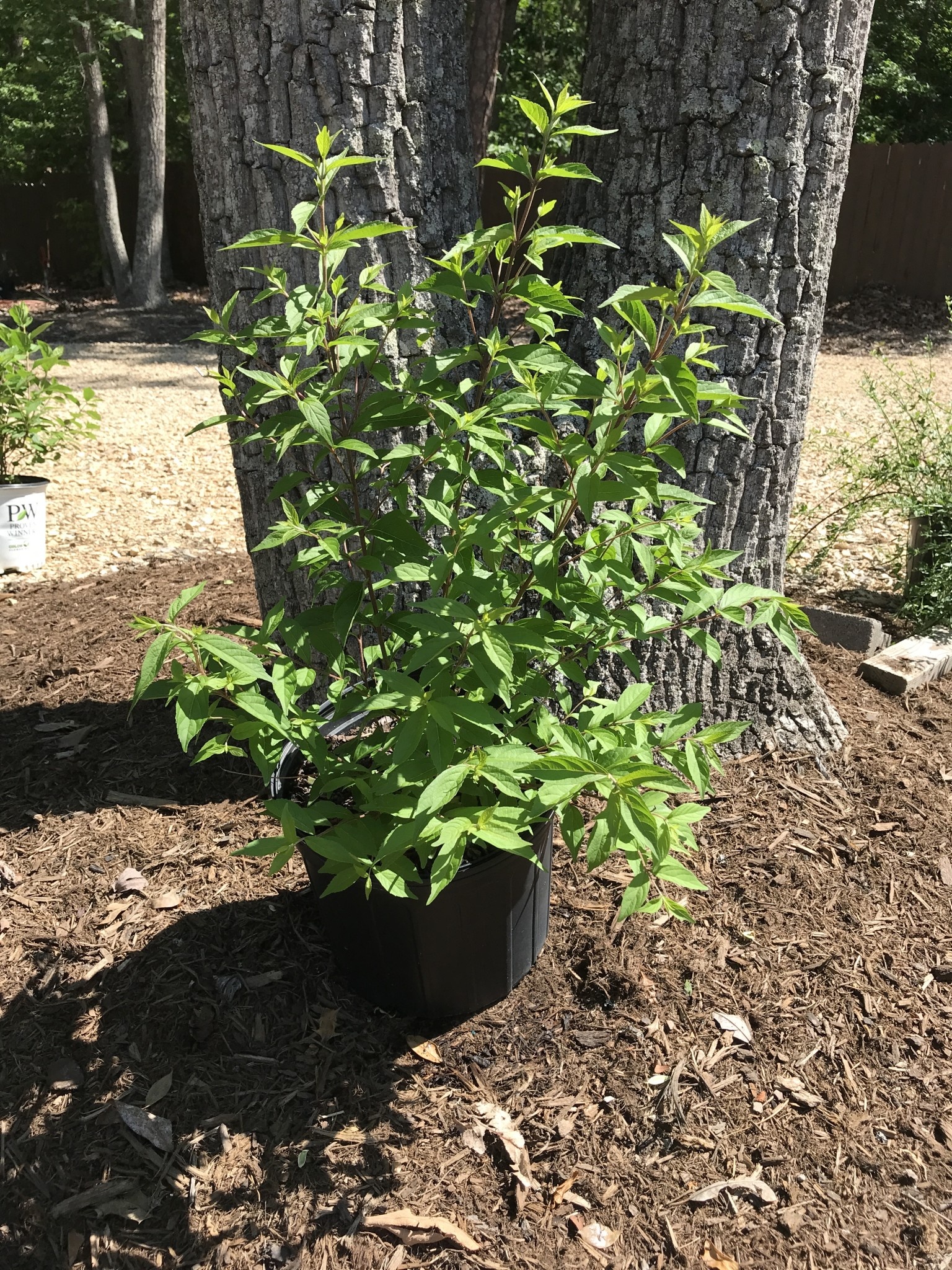 Beautyberry, Callicarpa dichotoma 'Issai' (Purple Berry) 3G