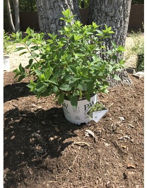 Little Lime Hydrangea 3G