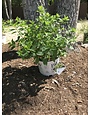 Little Lime Hydrangea #3 -- Hydrangea paniculata 'Jane'