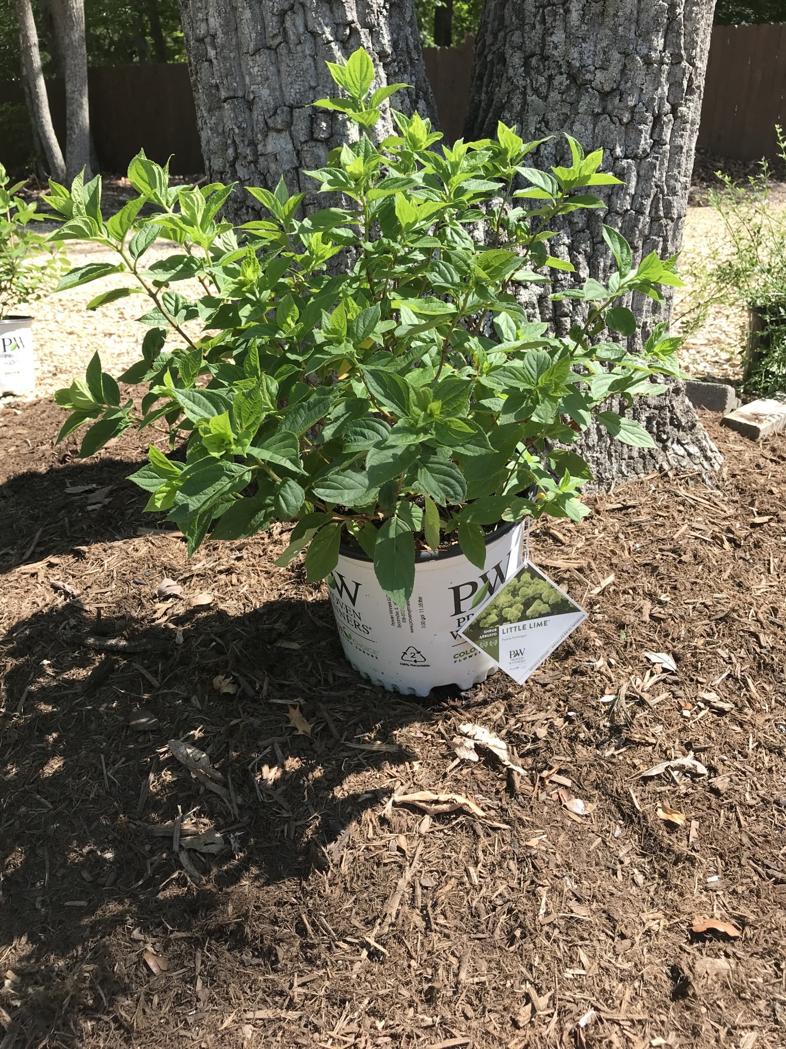 Hydrangea, Hydrangea paniculata 'Jane' Little Lime® 3G