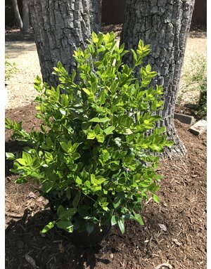Holly, Needlepoint Holly 5G -- Ilex cornuta 'Needlepoint'