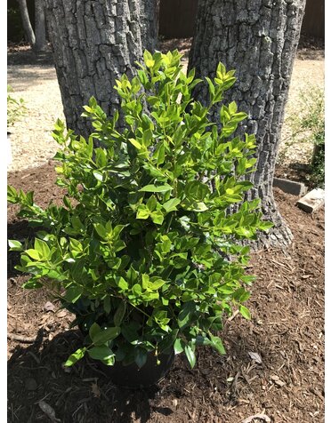 Holly, Ilex cornuta 'Needlepoint' 5G