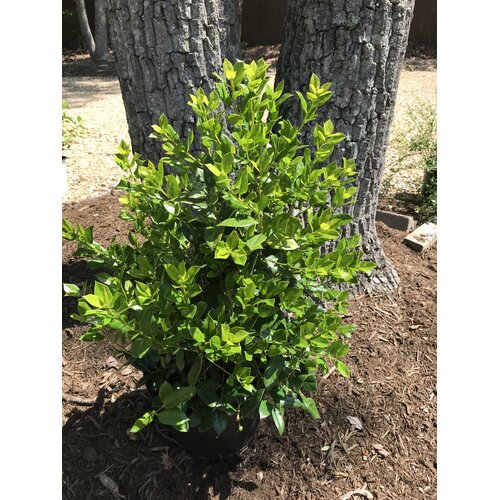 Holly, Ilex cornuta 'Needlepoint' 5G