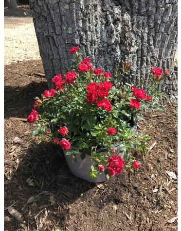 Red Drift  Groundcover Rose -- Rosa 'Meigalpio'
