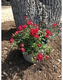 Red Drift  Groundcover Rose -- Rosa 'Meigalpio'