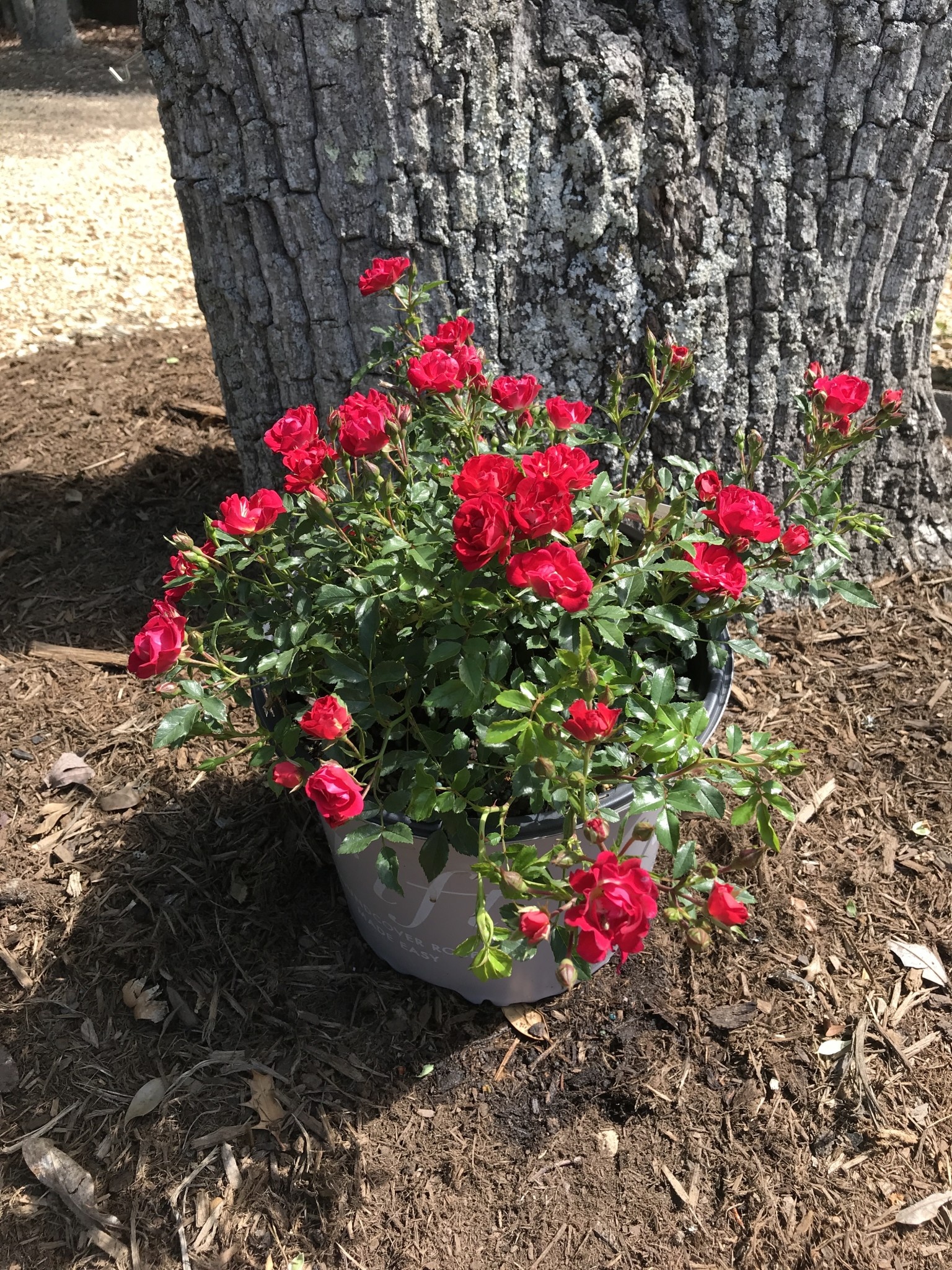 Red Drift  Groundcover Rose -- Rosa 'Meigalpio'