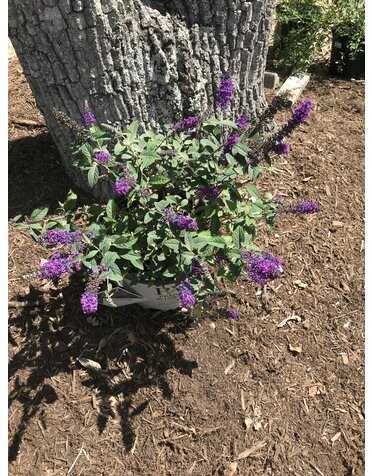 Lo & Behold Lo & Behold 'Blue Chip Jr.' Butterfly Bush
