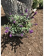 Lo & Behold Lo & Behold 'Blue Chip Jr.' Butterfly Bush