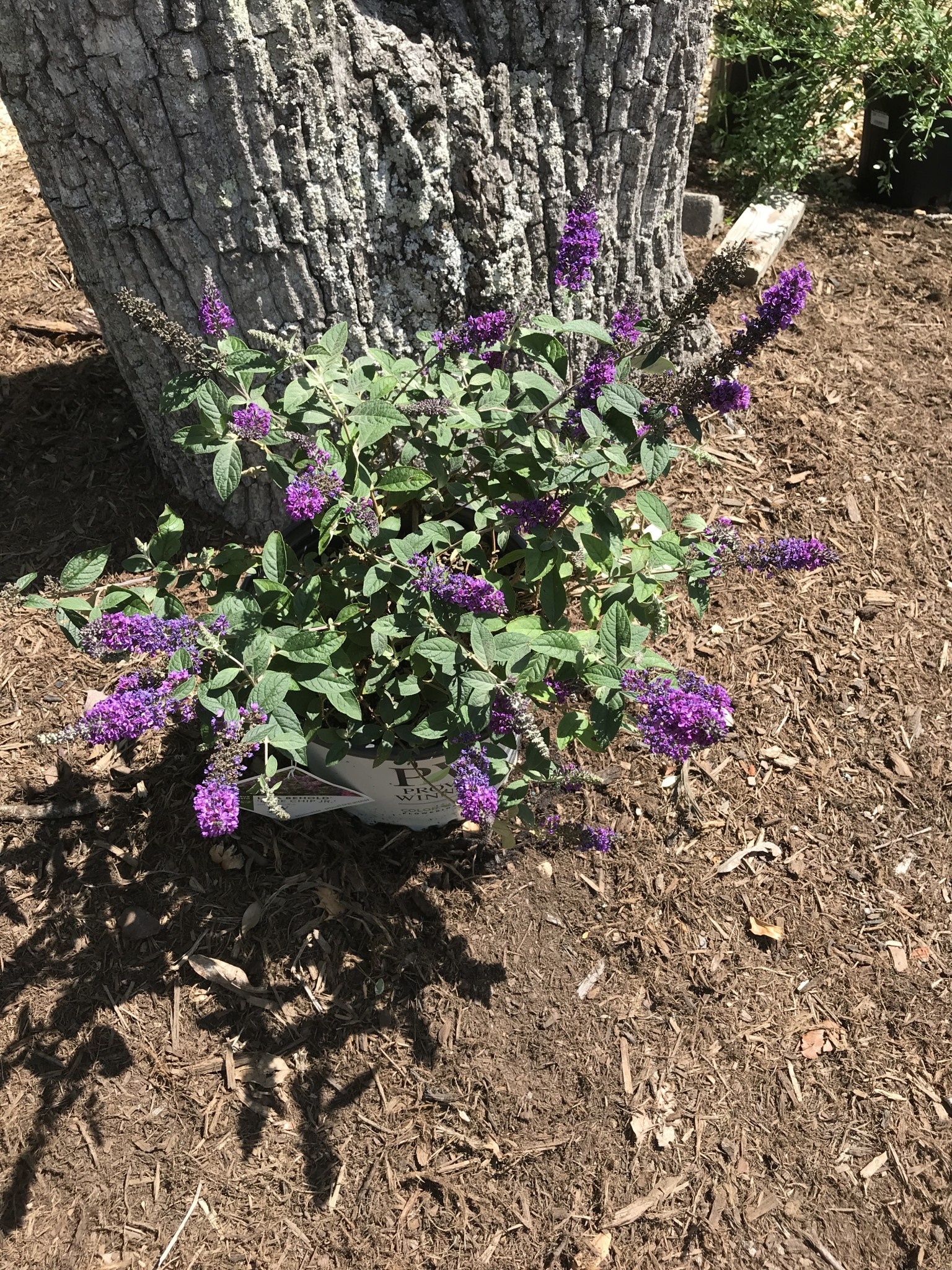 Lo & Behold Lo & Behold 'Blue Chip Jr.' Butterfly Bush