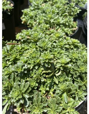 Stonecrop, Sedum kamtchaticum var. floriferum 'Weihenstephaner Gold' (Groundcover) 1G