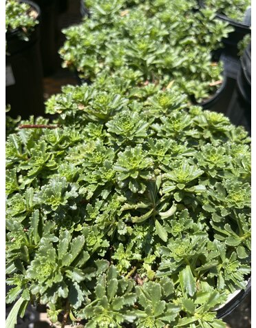 Stonecrop, Sedum kamtchaticum var. floriferum 'Weihenstephaner Gold' (Groundcover) 1G