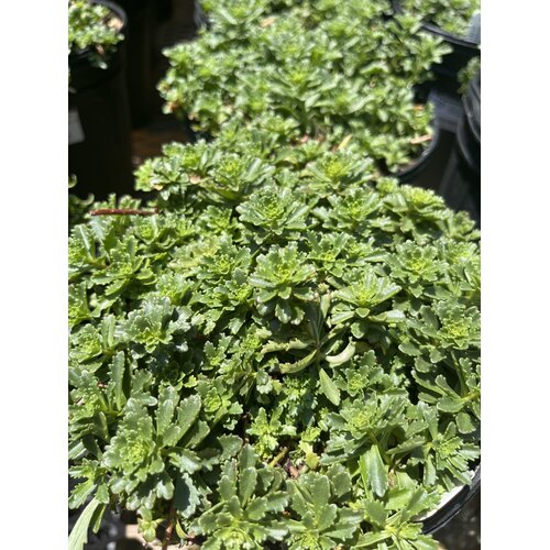 Stonecrop, Sedum kamtchaticum var. floriferum 'Weihenstephaner Gold' (Groundcover) 1G