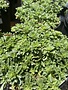 Stonecrop, Sedum kamtchaticum var. floriferum 'Weihenstephaner Gold' (Groundcover) 1G
