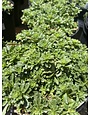 Stonecrop, Sedum kamtchaticum var. floriferum 'Weihenstephaner Gold' (Groundcover) 1G