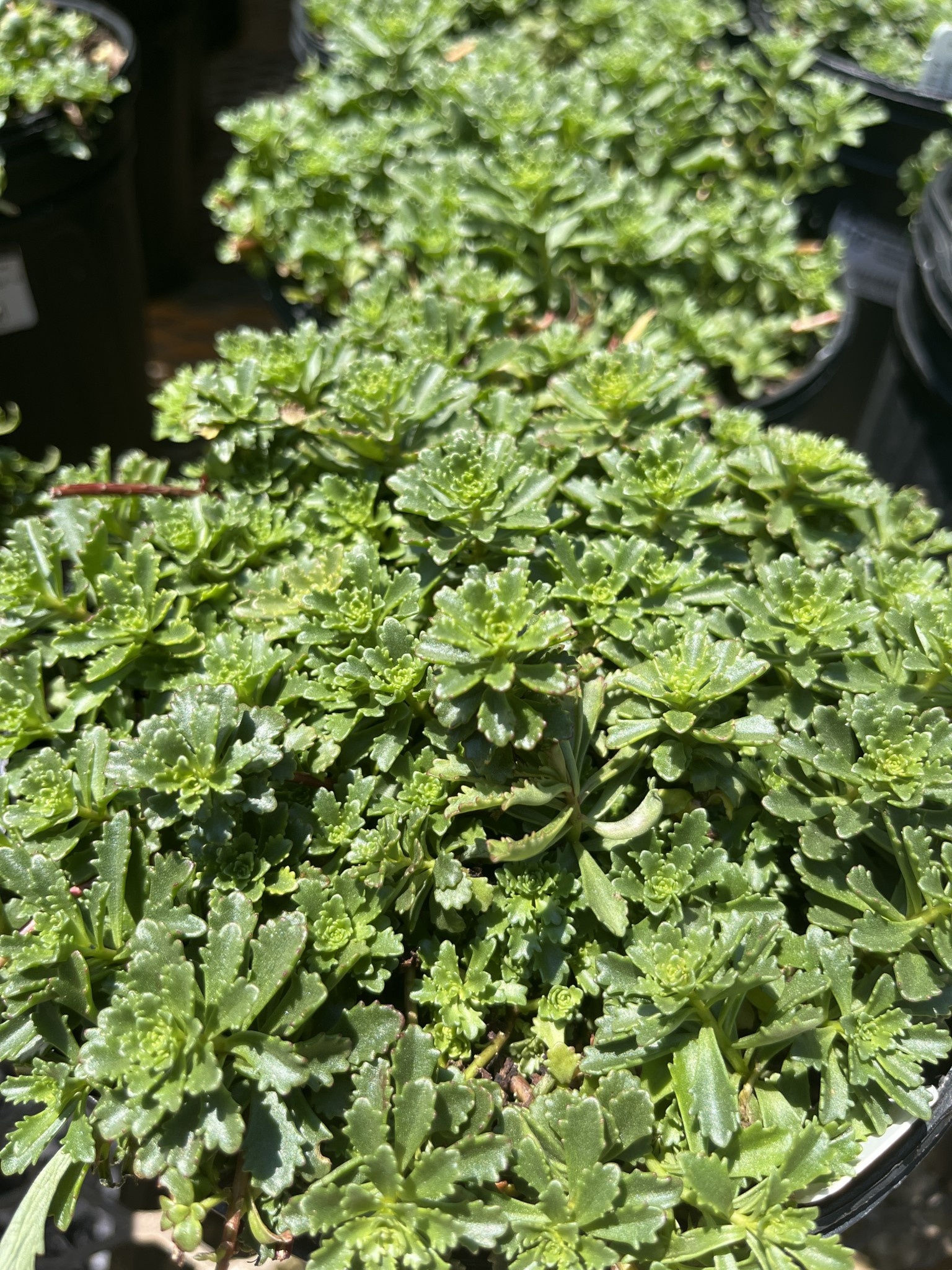 Stonecrop, Sedum kamtchaticum var. floriferum 'Weihenstephaner Gold' (Groundcover) 1G