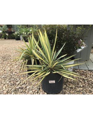 Yucca, Yucca filamentosa 'Color Guard' 3G NATIVE