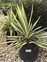 Yucca filamentosa 'Color Guard' 3G NATIVE