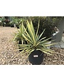 Yucca filamentosa 'Color Guard' 3G NATIVE