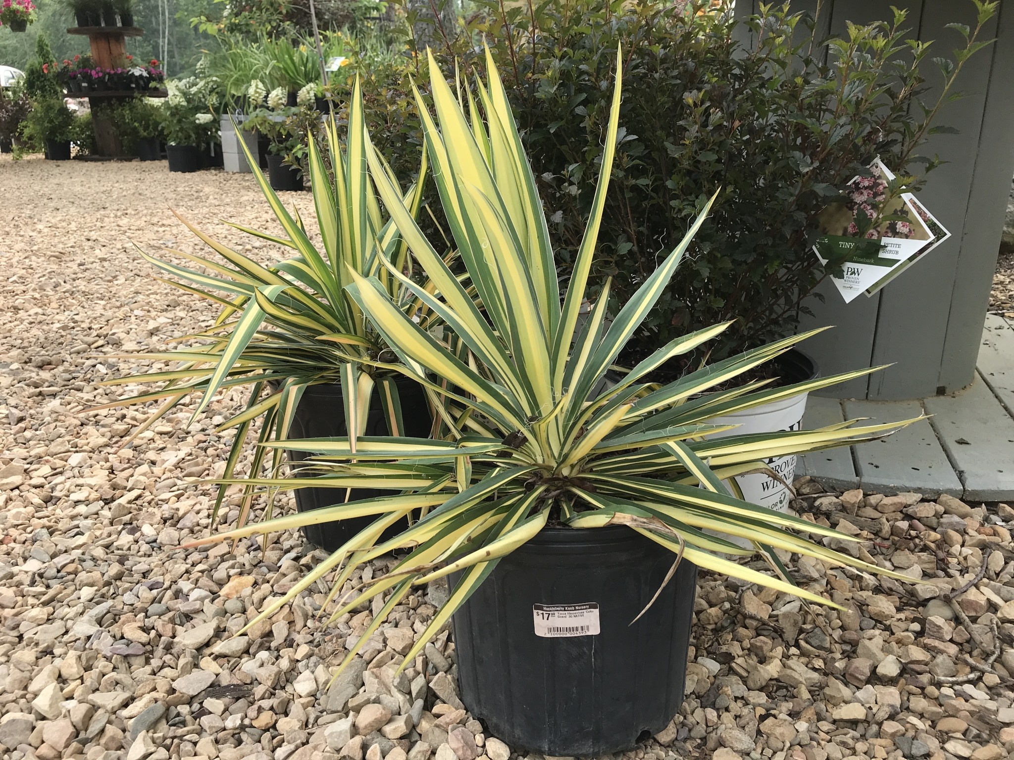 Yucca, Yucca filamentosa 'Color Guard' 3G NATIVE