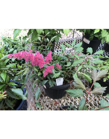 Astilbe, Astilbe x arendsii 'Fanal' 1G