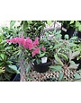 Astilbe, Astilbe x arendsii 'Fanal' 1G
