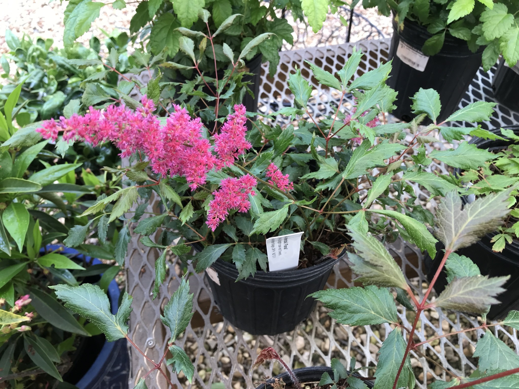Astilbe, Astilbe x arendsii 'Fanal' 1G