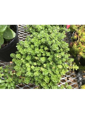 John Creech Stonecrop -- Sedum spurium 'John Creech'
