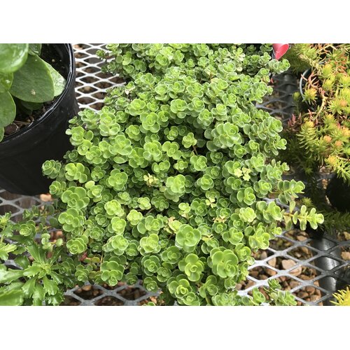 John Creech Stonecrop -- Sedum spurium 'John Creech'