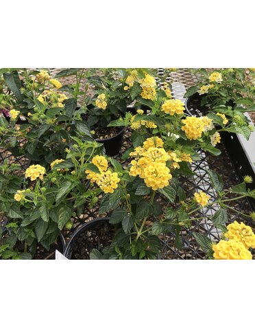 Lantana Chapel Hill Yellow 6" Pot