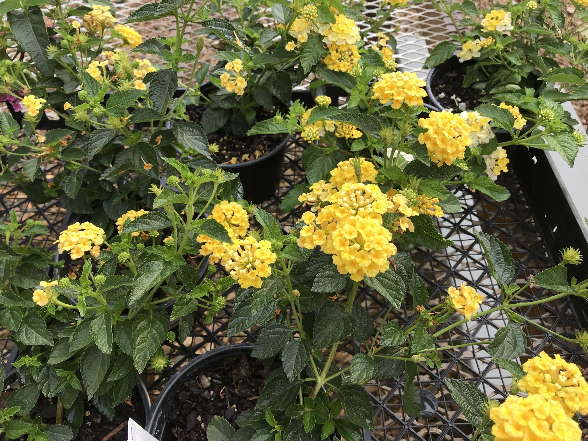 Lantana Chapel Hill Yellow 6" Pot