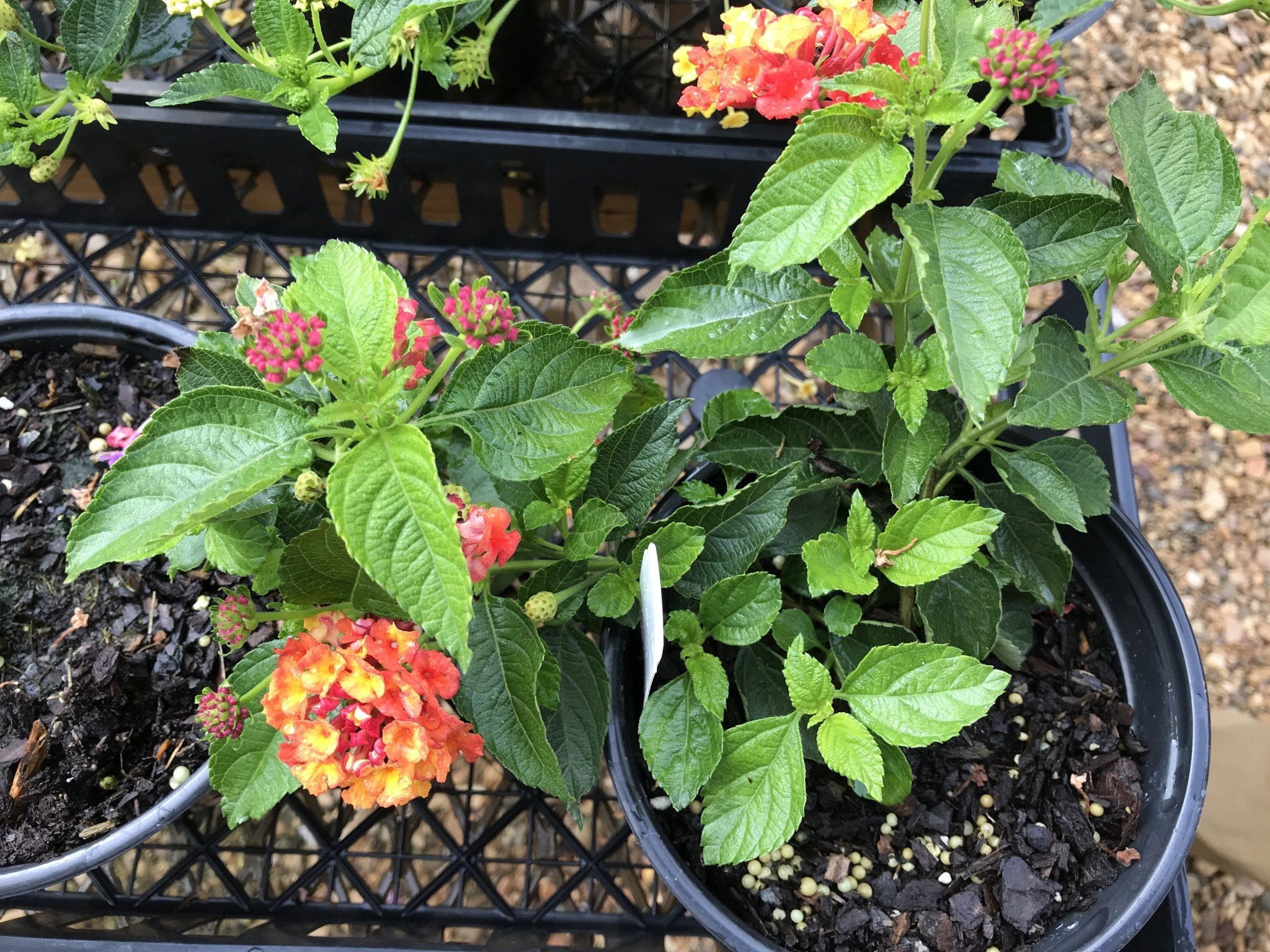 Lantana Landscape Bandana® Red Imp 6" Pot