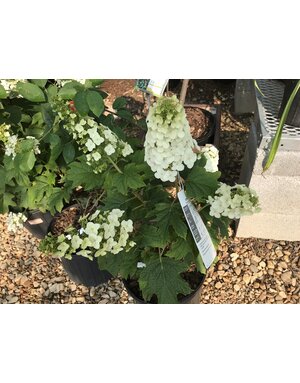 Hydrangea quercifolia Snow Queen, Oakleaf Hydrangea 3G NATIVE