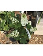 Hydrangea quercifolia Snow Queen, Oakleaf Hydrangea 3G NATIVE