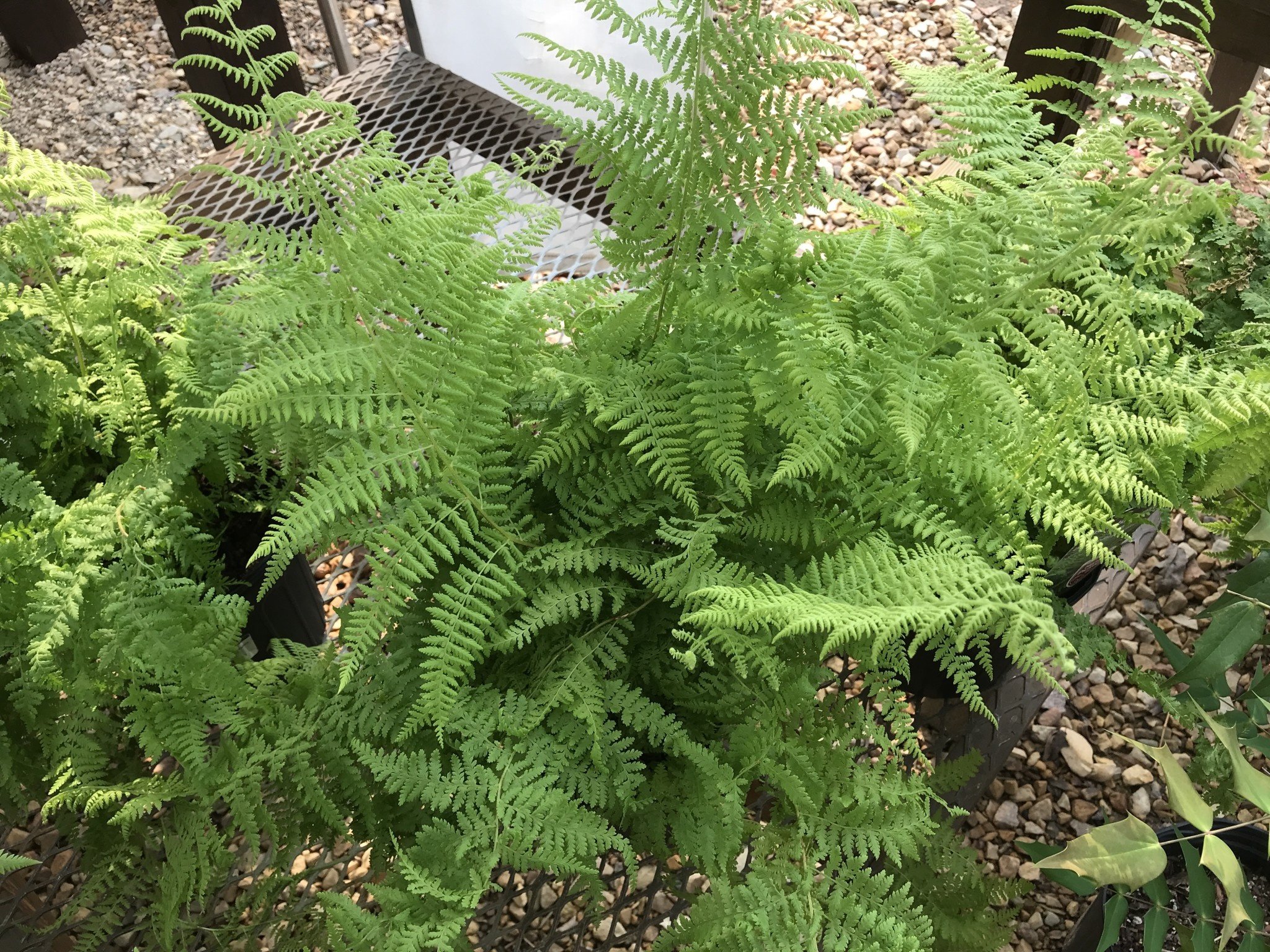 Fern, Dennstaedtia punctilobula #4Q, Eastern Hay Scented Fern