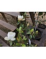 Magnolia, Magnolia grandiflora 'Little Gem' Southern 5G